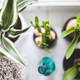 Imagen para el artículo titulado Un nuevo estudio acaba con el mito: las plantas con maceta que tienes en casa no purifican el aire